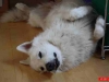 yuma2011_002
